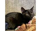 Adopt Spooky a Domestic Short Hair