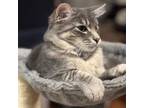 Adopt Fluffy a Domestic Medium Hair