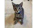 Adopt Zoomy a Domestic Short Hair