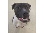 Adopt Pickles a Boxer, Pit Bull Terrier