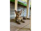 Adopt Emilio a Tiger, American Bobtail