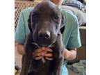 Adopt Ashton (Puppy 2) a Labrador Retriever, Saint Bernard