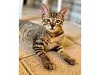 Adopt Charlie a Tiger, American Bobtail