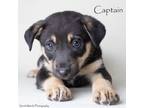 Adopt Captain a Shepherd, Mixed Breed