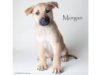Adopt Morgan a Shepherd, Mixed Breed