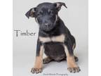 Adopt Timber a Shepherd, Mixed Breed