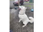 Adopt Siku a Husky