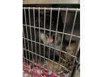 Adopt Krane a Pomeranian, Mixed Breed