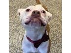 Adopt Chance a Mixed Breed