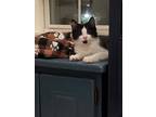 Adopt Flash a Domestic Short Hair