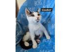 Adopt Goober - available soon a Domestic Short Hair
