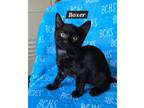 Adopt Boxer - available soon a Domestic Short Hair