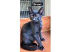 Adopt Bronx a Domestic Short Hair