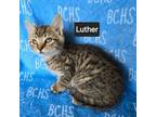 Adopt Luther - available soon a Domestic Short Hair