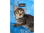 Adopt Cadbury a Domestic Short Hair