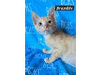 Adopt Bramble a Domestic Short Hair