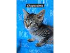 Adopt Chupacabra - available soon a Domestic Short Hair