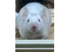 Adopt Neutrino a Mouse