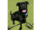 Adopt Mowgli a Rottweiler, Labrador Retriever