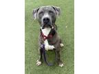 Adopt Arthur a Pit Bull Terrier, Mixed Breed
