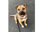 Adopt Lukus a Pit Bull Terrier, Shepherd