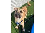 Adopt Prince Charming a German Shepherd Dog, Mixed Breed
