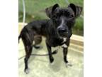 Adopt Hiccup a Pit Bull Terrier, Mixed Breed