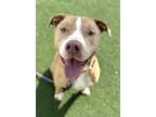 Adopt King a Pit Bull Terrier, Mixed Breed