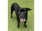 Adopt Freddy a Pit Bull Terrier, Mixed Breed