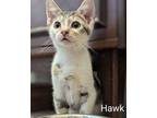 Adopt Hawk a Tabby