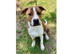 Adopt Blaze a Boxer, Mixed Breed