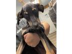 Adopt Tyson a Hound, Mixed Breed