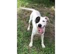 Adopt Spud a Boxer, Pit Bull Terrier