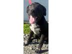 Adopt Curry a Hound, Labrador Retriever