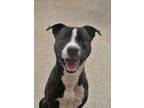 Adopt Dimples 53488 a Mixed Breed