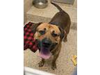 Adopt Odin 53370 a Mixed Breed