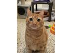 Adopt Hamilton 51521 a Domestic Short Hair