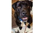 Adopt Clooney a Labrador Retriever