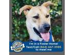 Adopt Mozart a Yellow Labrador Retriever