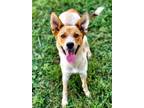 Adopt Gator a Terrier