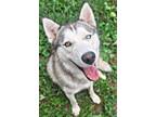 Adopt Kodiak AKA Lucky a Terrier