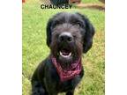 Adopt Chauncey a Irish Wolfhound, Giant Schnauzer