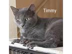 Adopt Timmy a Russian Blue