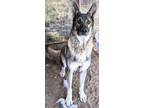 Adopt Gus a German Shepherd Dog, Mixed Breed