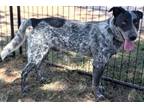 Adopt Bandit a Australian Cattle Dog / Blue Heeler, Mixed Breed