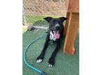 Adopt Kano a Pit Bull Terrier, Mixed Breed