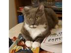 Adopt Mister T a Domestic Short Hair
