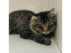 Adopt Raptor a Domestic Long Hair
