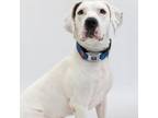 Adopt Sycamore a Hound