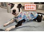 Adopt Zero a Bull Terrier, Mixed Breed